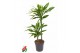 Dracaena golden coast 45-carrousel 