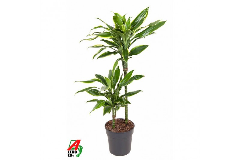 Dracaena golden coast 45-carrousel 