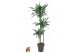 Dracaena fragr. der. ulises 90-60-30 