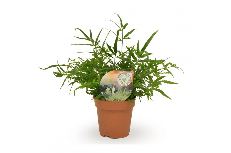 Pteris ensiformis 