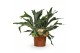 Platycerium bifurcatum 