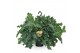 Phlebodium aureum davana 