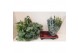 Phlebodium aureum davana 