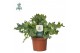 Phlebodium aureum davana Air So Pure 