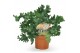 Phlebodium aureum davana 