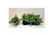 Phlebodium aureum davana 