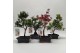 Bonsai mix Outdoor 