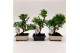 Bonsai mix Outdoor 