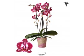 Phalaenopsis elegant cascade 2 tak niagara fall asian pearl kolibri or