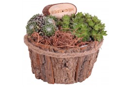 Sempervivum arrangementen Patio Special: Natural bark pot,