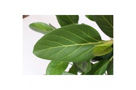 Ficus benghalensis vlechtstam