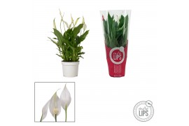 Spathiphyllum torelli 3+ bloem - MoreLips Rood