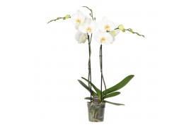Phalaenopsis wit Funda P12 White 2 spike 18 bl. 2 tak/plnt