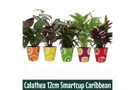 Calathea mix 5 soorten Calathea 12cm Carribean Smartcup zonder bloem b