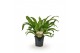 Asplenium antiquum 