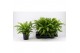 Asplenium antiquum 