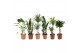 Kamerplanten mixkar 