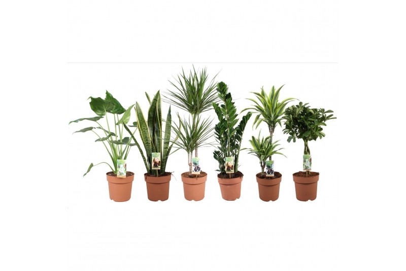 Kamerplanten mixkar 