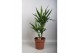 Yucca 45-20 