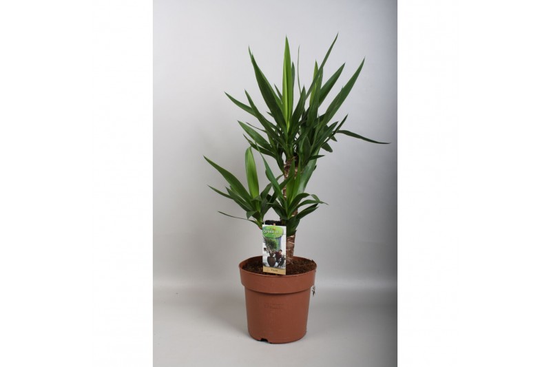 Yucca 45-20 