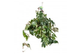 Cissus ellen danica in hangpot