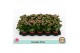 Kalanchoe bloss. rosalina nando pink double pink, zonder hoes 