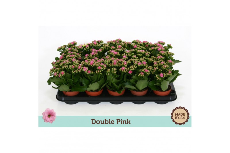 Kalanchoe bloss. rosalina nando pink double pink, zonder hoes Kalanchoe bloss. rosalina nando pink double pink, zonder hoes