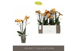 Phalaenopsis multiflora exclusivo las vegas Exclusivo Las Vegas Gold 3