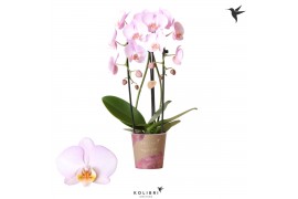 Phalaenopsis elegant cascade 2 tak niagara fall pink kolibri orchids