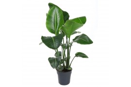 Strelitzia nicolai
