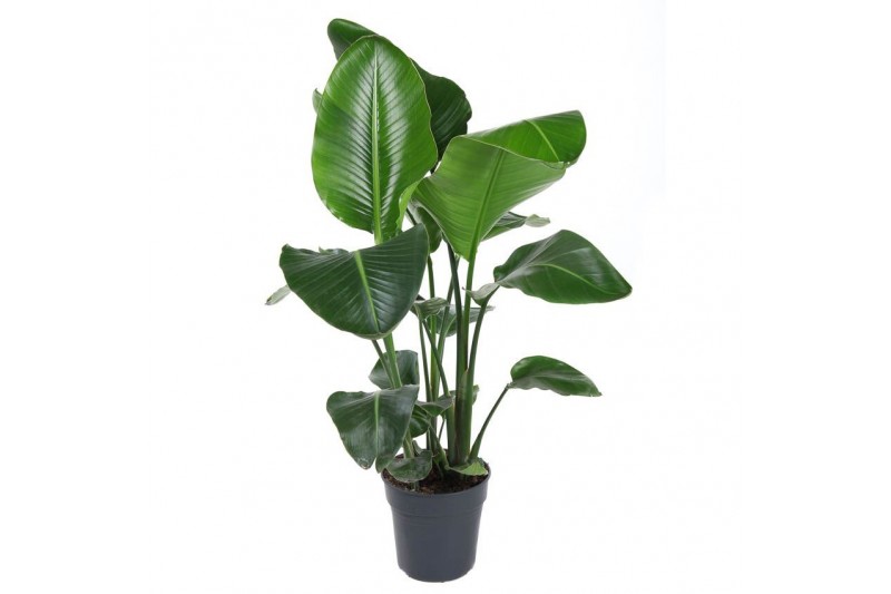Strelitzia nicolai 