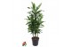Dracaena fragr. cintho 90-carrousel 