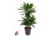 Dracaena fragr. janet lind 45-carrousel 