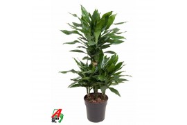 Dracaena fragr. janet lind 45-carrousel