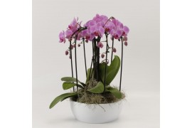 Phalaenopsis elegant cascade 6 tak Sixboga roze in schaal sena