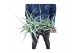 Tillandsia faciculata XXL 