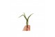 Tillandsia balley bonsai 101951 baby 