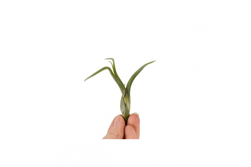 Tillandsia balley bonsai 101951 baby 