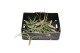 Tillandsia balley bonsai 101951 baby 