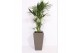 Howea forsteriana Howea Forsteriana in Piza pot "taupe" 