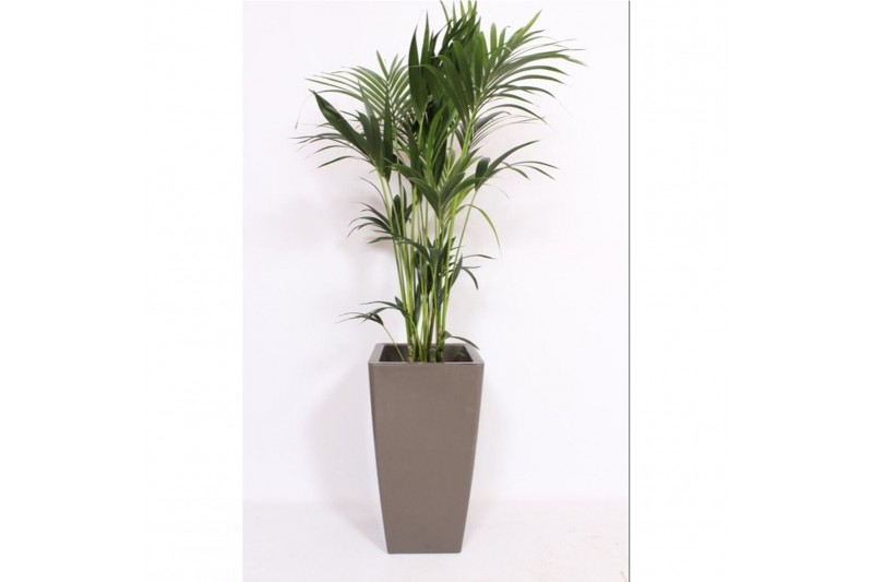 Howea forsteriana Howea Forsteriana in Piza pot "taupe" Howea forsteriana Howea Forsteriana in Piza pot "taupe"