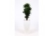 Dracaena fragr. compacta in santorini pot wit 