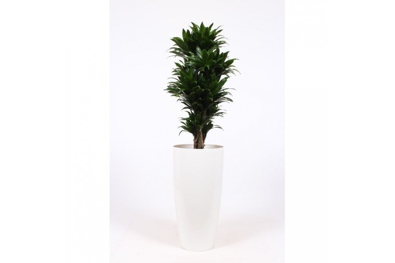Dracaena fragr. compacta in santorini pot wit Dracaena fragr. compacta in santorini pot wit