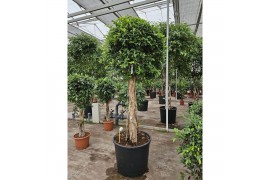Ficus Ficus Nitida,1 pp,