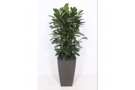 Ficus cyathistipula in piza pot antraciet