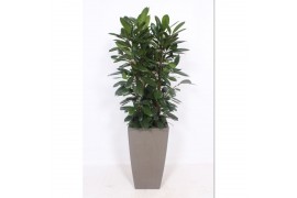 Ficus cyathistipula in piza pot taupe