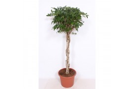 Schefflera arboricola compacta vlechtstam