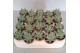Echeveria hookeri 