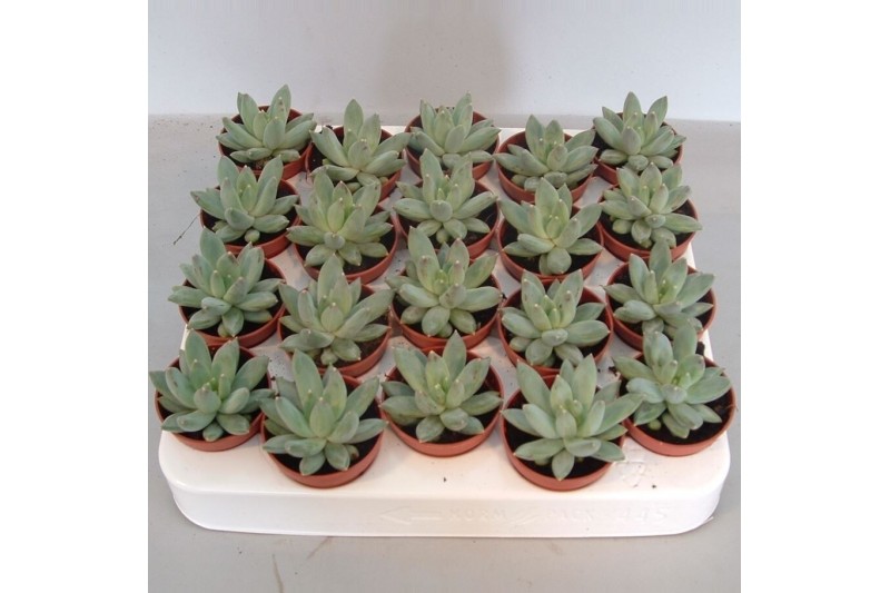 Echeveria hookeri 