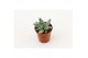 Echeveria hookeri 
